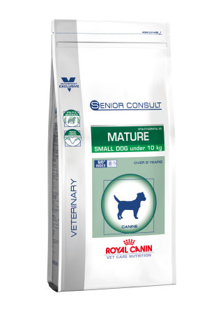 Senior consult mature small dog